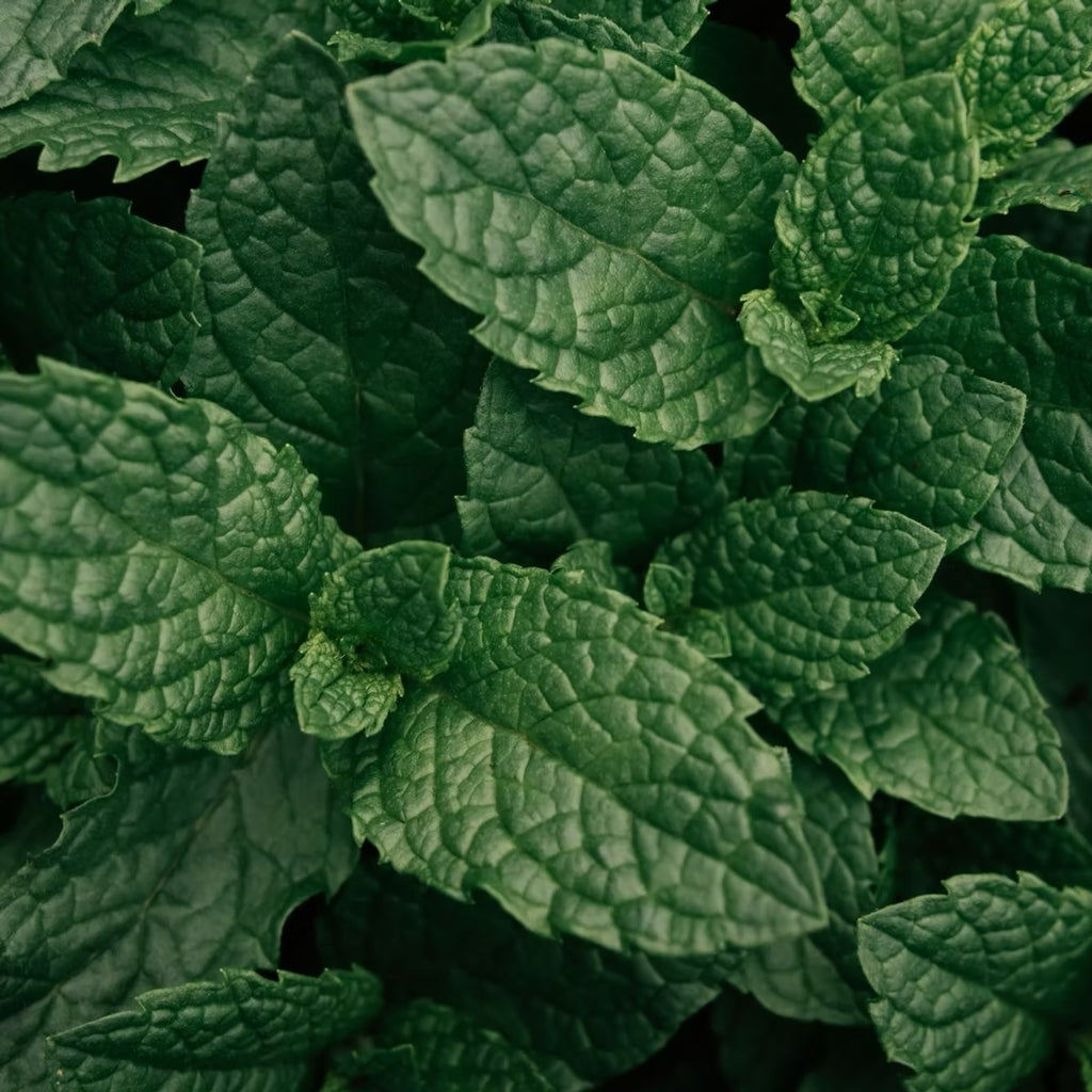 Ashanti Oil Infusion